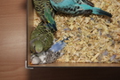 130414 --- Gruppbild av alla ungar